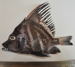 Sailfin Armourhead photo 1