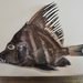 Histiopterus typus - Photo (c) 
K.V. Akhilesh (Fishbase),  זכויות יוצרים חלקיות (CC BY)