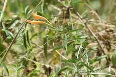 Bignonia longiflora