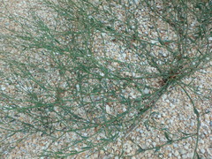 Polygonum equisetiforme