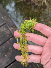 Micranthemum umbrosum