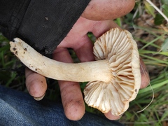 Hygrophorus