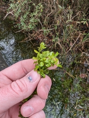 Micranthemum umbrosum