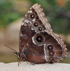 Morpho