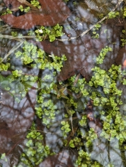 Micranthemum umbrosum
