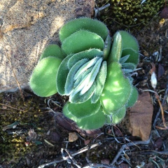 Crassula tomentosa