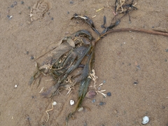 Laminaria digitata