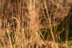 Festuca heterophylla