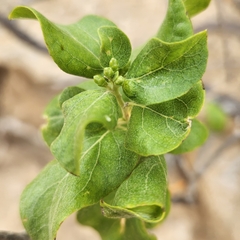 Nahuatlea arborescens