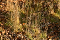 Festuca heterophylla