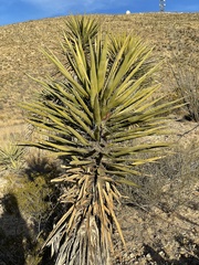 Yucca torreyi