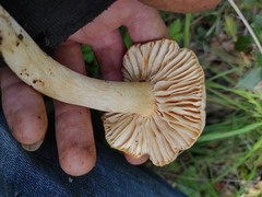 Hygrophorus
