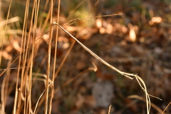 Festuca heterophylla