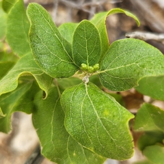 Nahuatlea arborescens