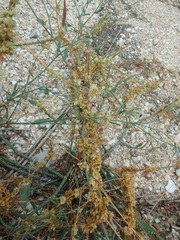 Polygonum equisetiforme
