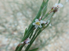 Polygonum equisetiforme