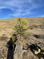 Yucca torreyi