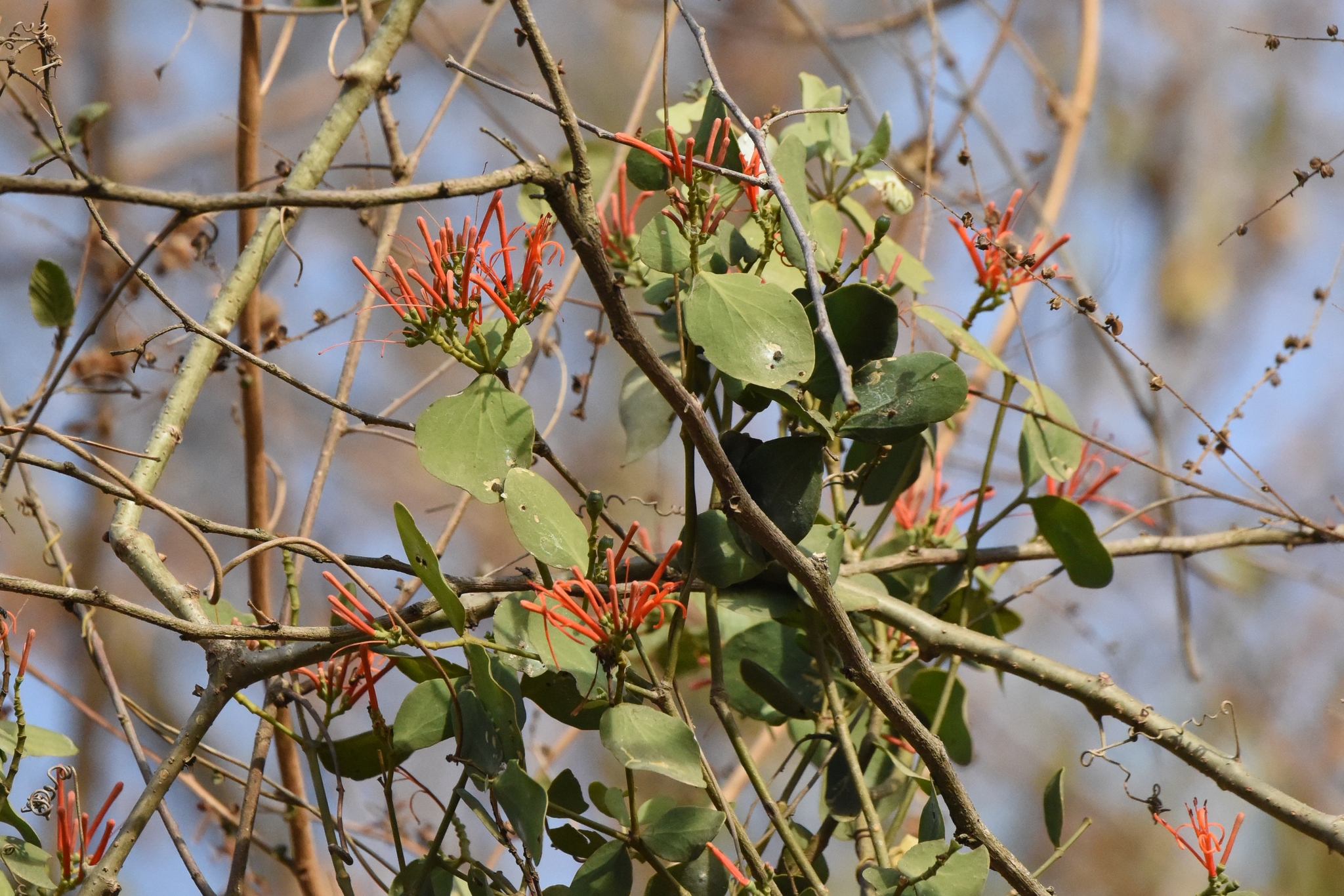 Psittacanthus image