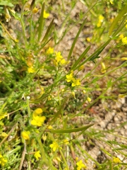 Tropidocarpum gracile