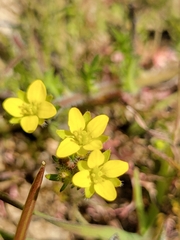 Tropidocarpum gracile
