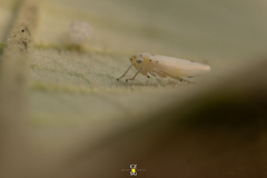 Graphocephala marathonensis