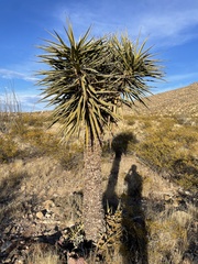 Yucca torreyi