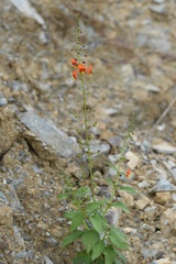 Alonsoa meridionalis