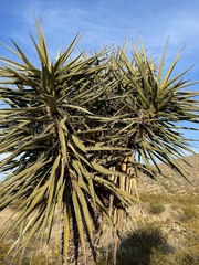 Yucca torreyi