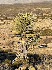 Yucca torreyi