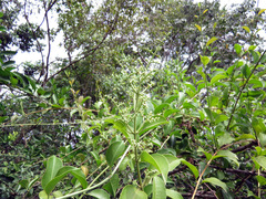 Thereus cithonius