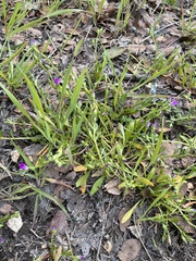 Calandrinia menziesii