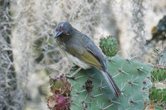 Saltator striatipectus