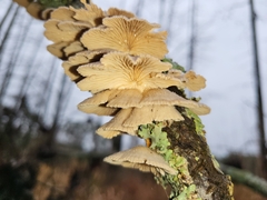 Trametes betulina