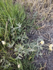 Pfaffia gnaphalioides