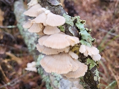 Trametes betulina