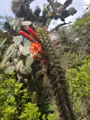 Borzicactus sepium