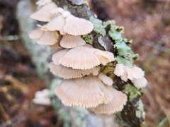 Trametes betulina