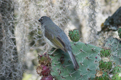 Saltator striatipectus