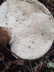Jahnoporus