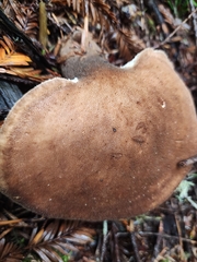 Jahnoporus