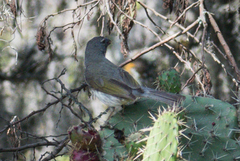 Saltator striatipectus