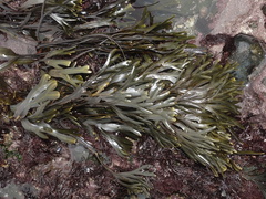 Fucus vesiculosus linearis