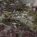 Fucus vesiculosus linearis - Photo (c) Jamie O'Neill, some rights reserved (CC BY-NC), uploaded by Jamie O'Neill