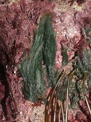 Cladophora rupestris