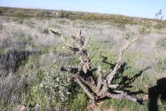 Cylindropuntia acanthocarpa acanthocarpa