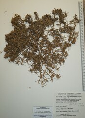 Salsola kali kali