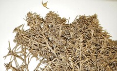 Salsola kali kali