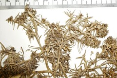 Salsola kali kali
