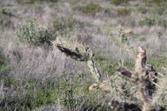 Cylindropuntia acanthocarpa acanthocarpa
