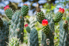 Austrocylindropuntia